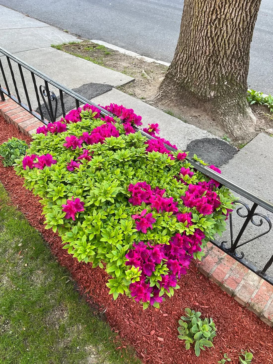 Azaleas in bloom above a freshly mulched, brick-edged bed
