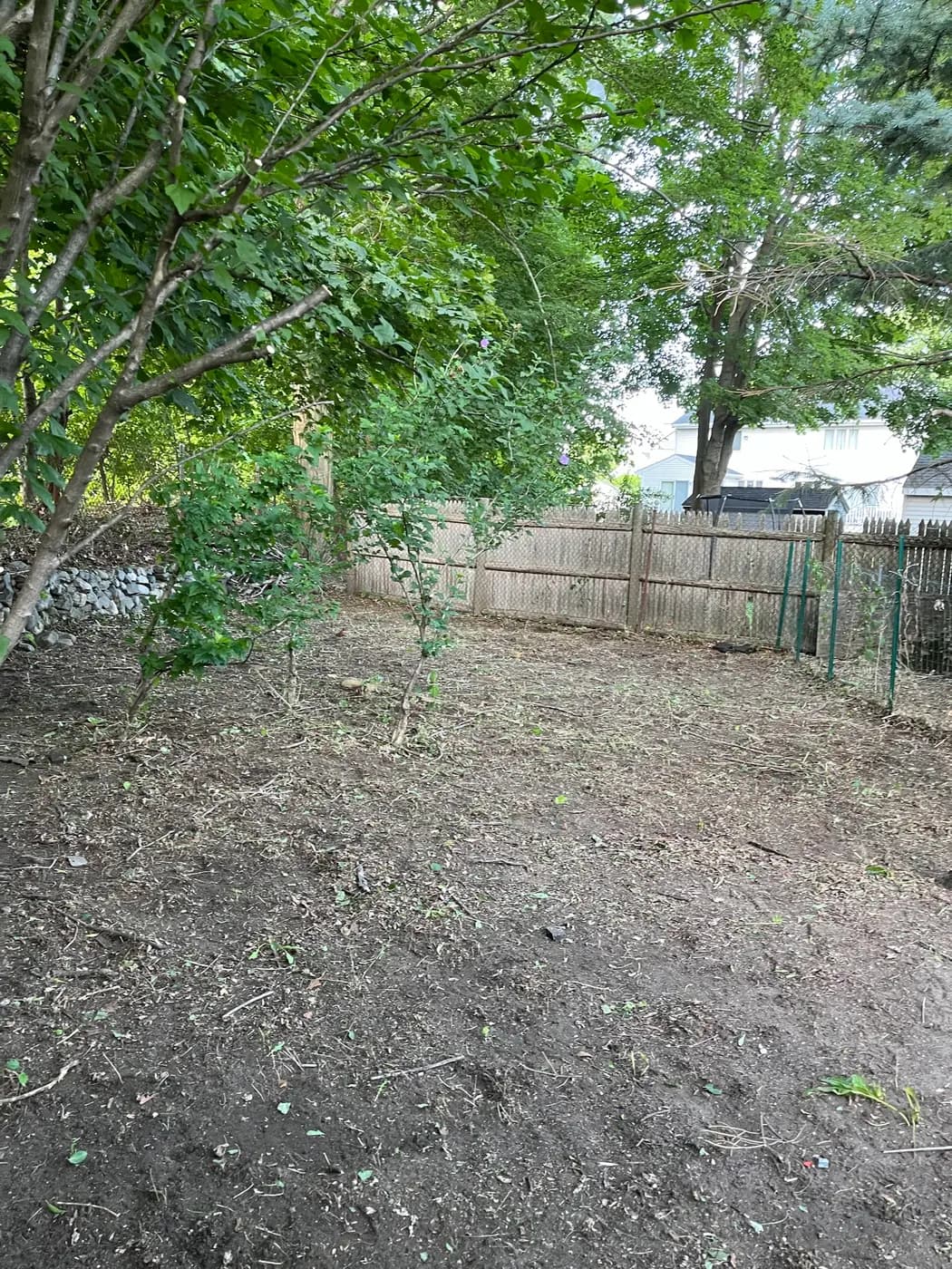 A yard cleared of brush and undergrowth back to open ground