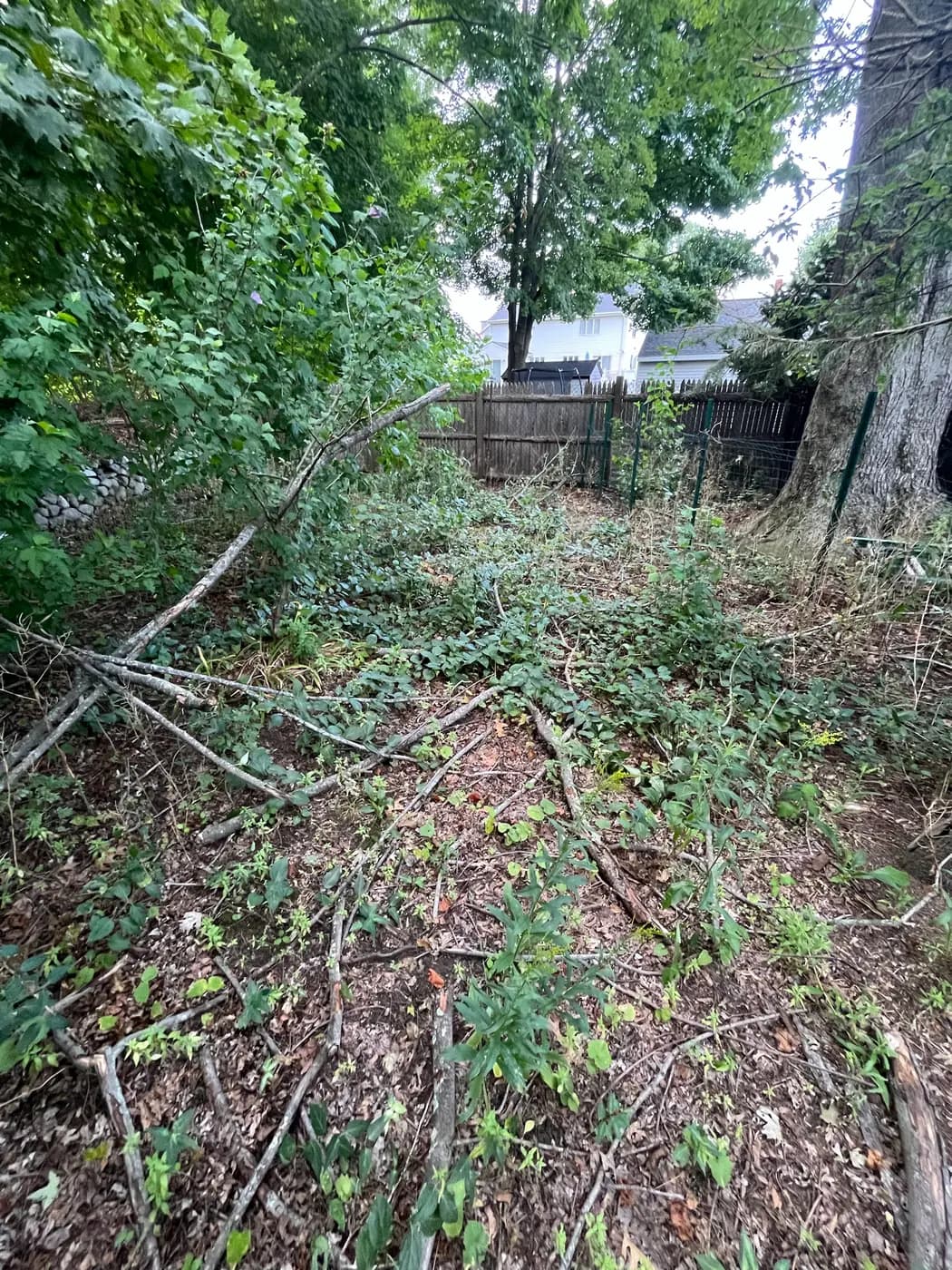 Fallen brush and leaf litter across a yard before cleanup