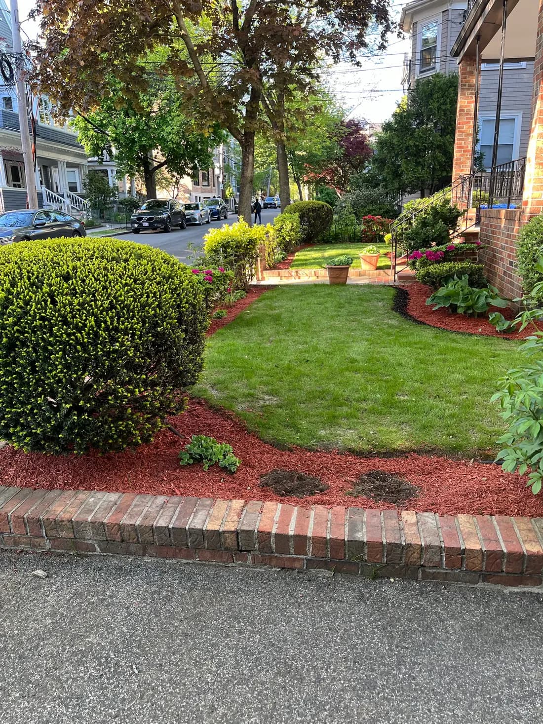 Curved mulch beds and shaped yews coming into spring color